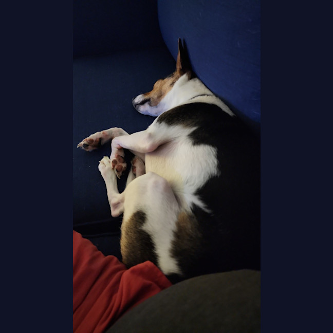 Photo of Leo   4 Year Old Fox Terrier (On Trial)