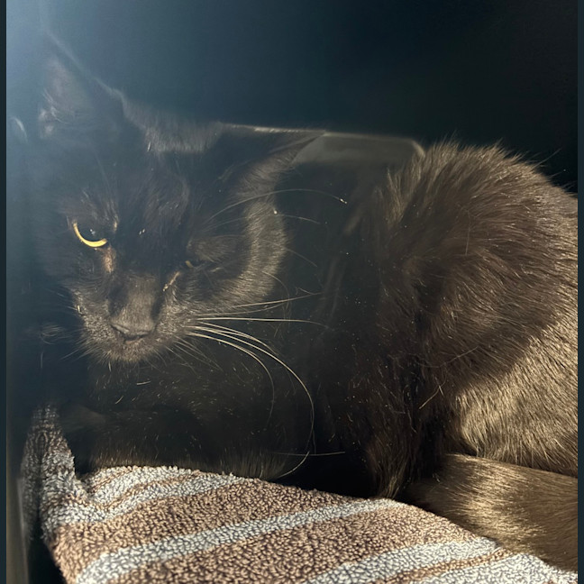 Photo of Boo