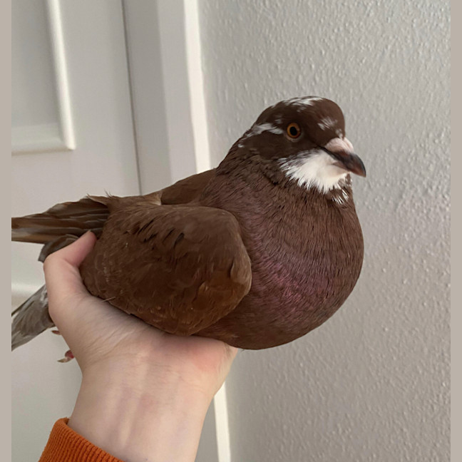 Photo of Potato Wedgie