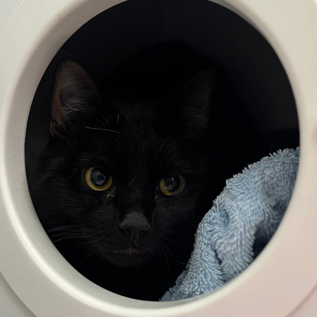 Photo of Salem Thomson