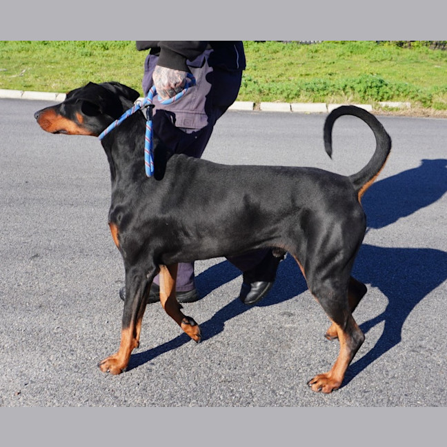 Photo of Dileas (Pron Jee Less)