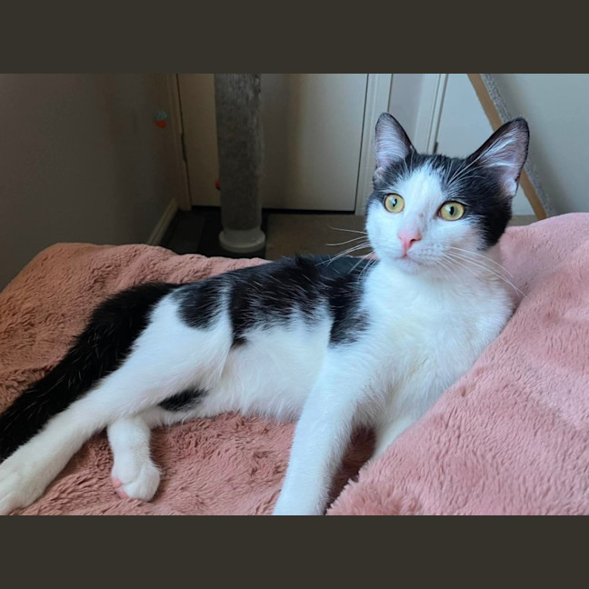 Photo of Oreo 