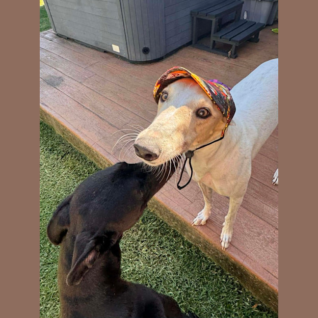 Photo of Cleo, The Greyhound