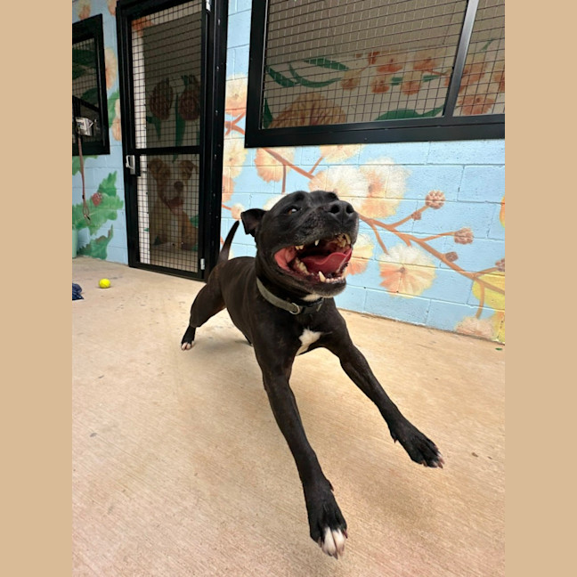 Photo of 🏈 Max 6706 🏈