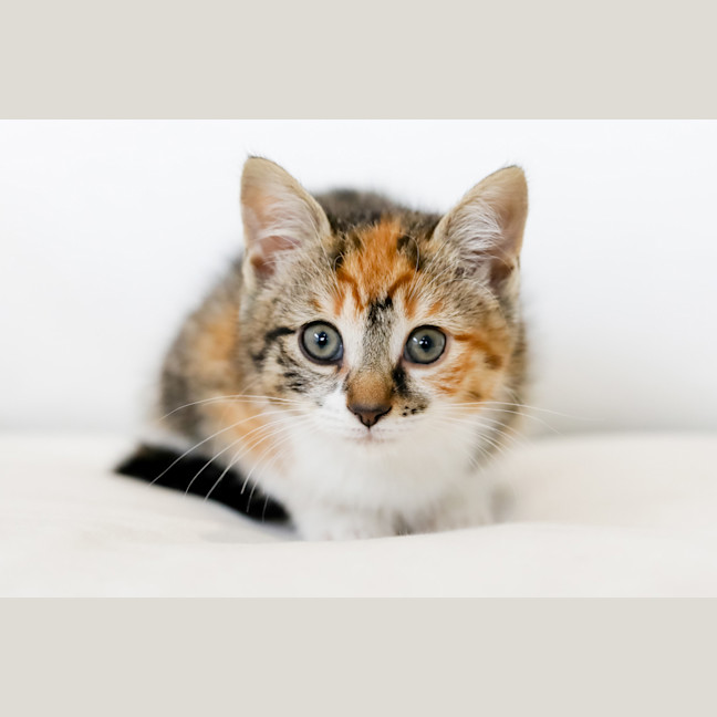 Photo of Rosie