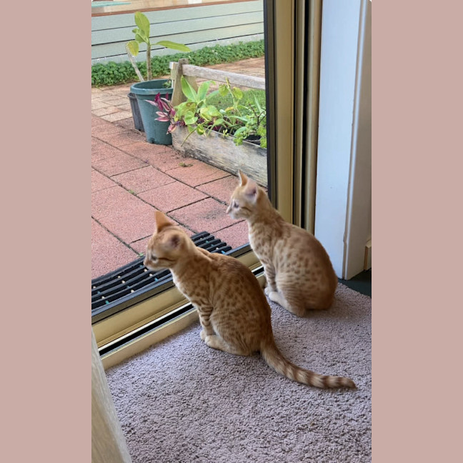 Photo of Rocco And Pablo 