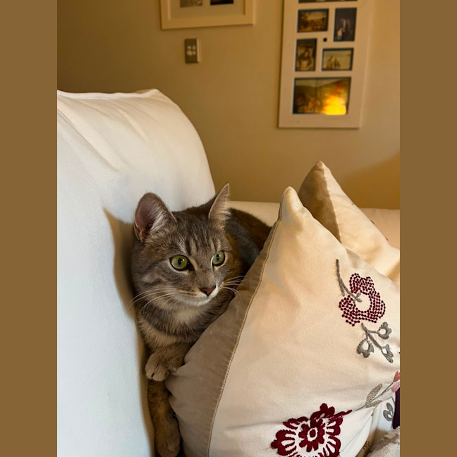 Photo of Gracie
