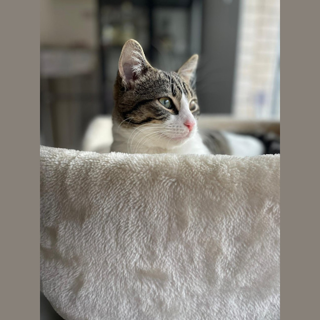 Photo of Goose