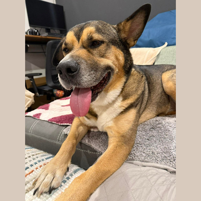 Photo of Toby