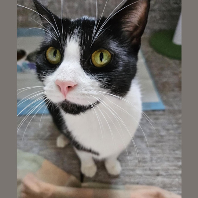 Photo of Gaia   Reduced Adoption Fee