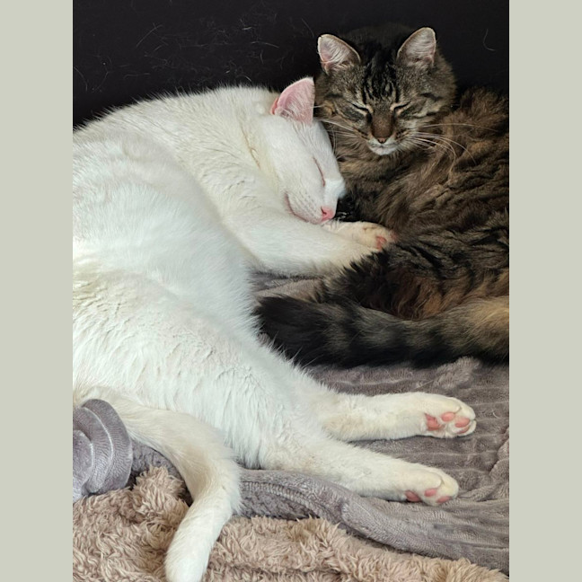 Photo of Angelo & Mist💜💙