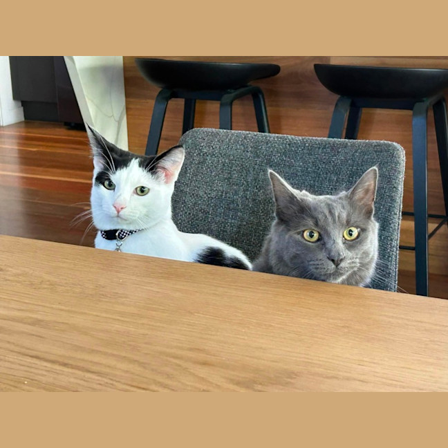 Photo of Domino And Lady 