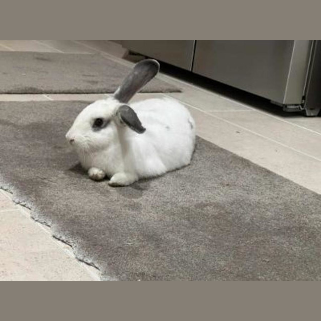 Photo of Casper