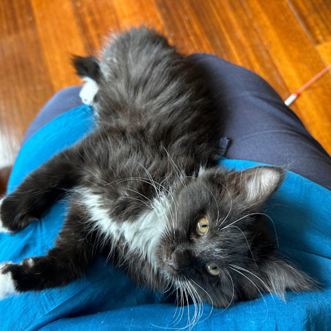 Photo of Suzi Fourarms