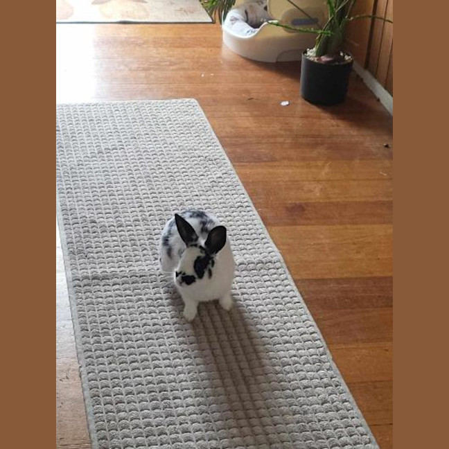 Photo of Hummingbird