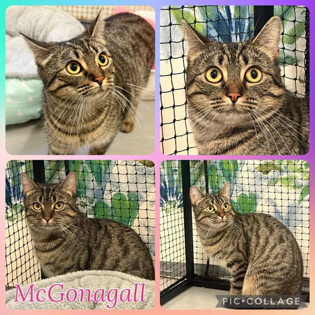 Photo of Mc Gonagall 