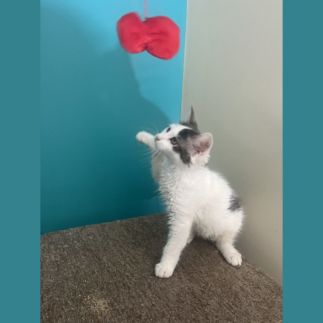 Photo of Alfie   Now Available At Pet Quarters Rutherford