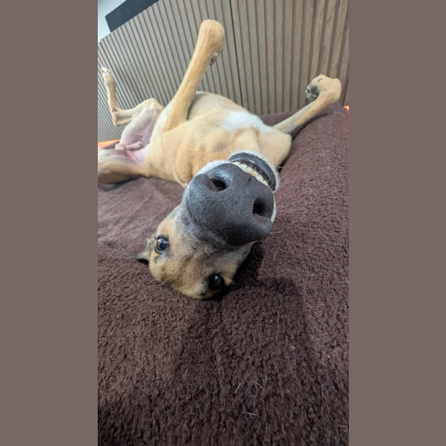 Photo of Sid, The Greyhound