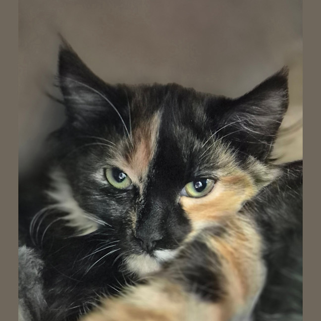 Photo of Pepsi