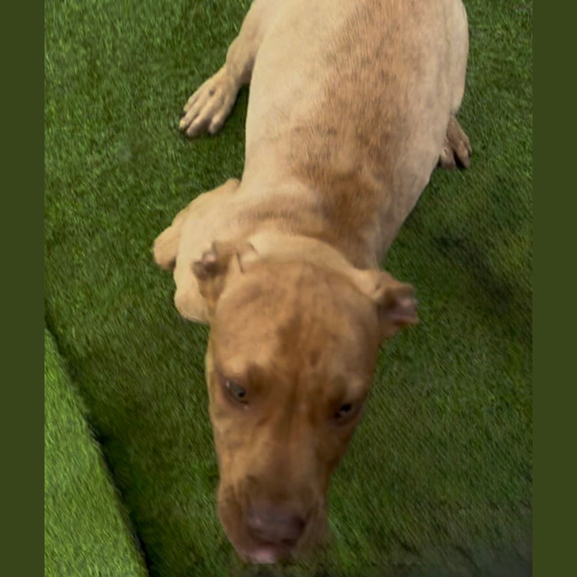 Photo of Sadie