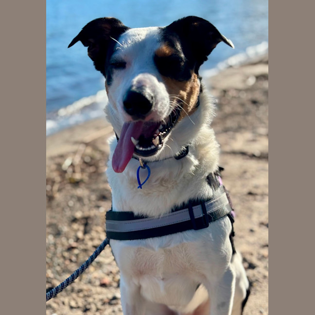 Photo of Toby   2 Year Old Border Collie