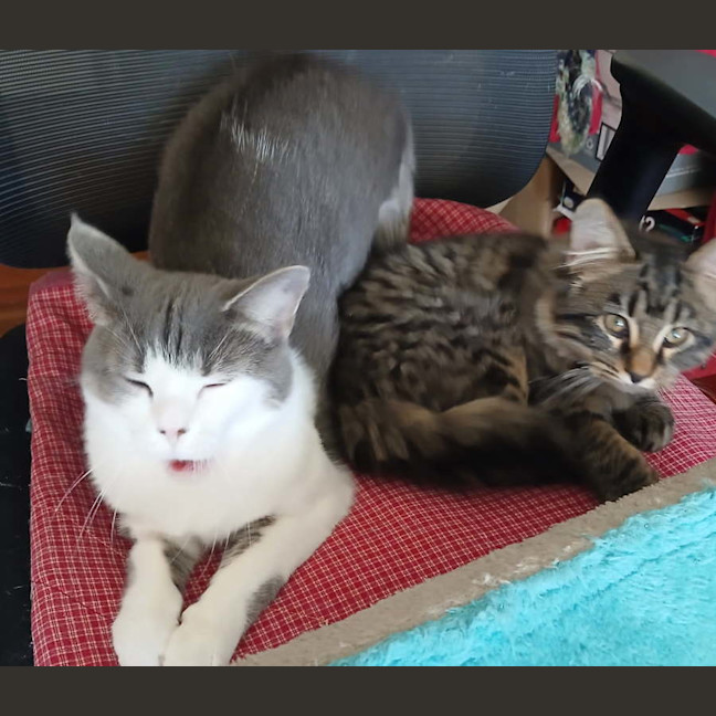 Photo of Monaco   18 Month Old Domestic Short Hair