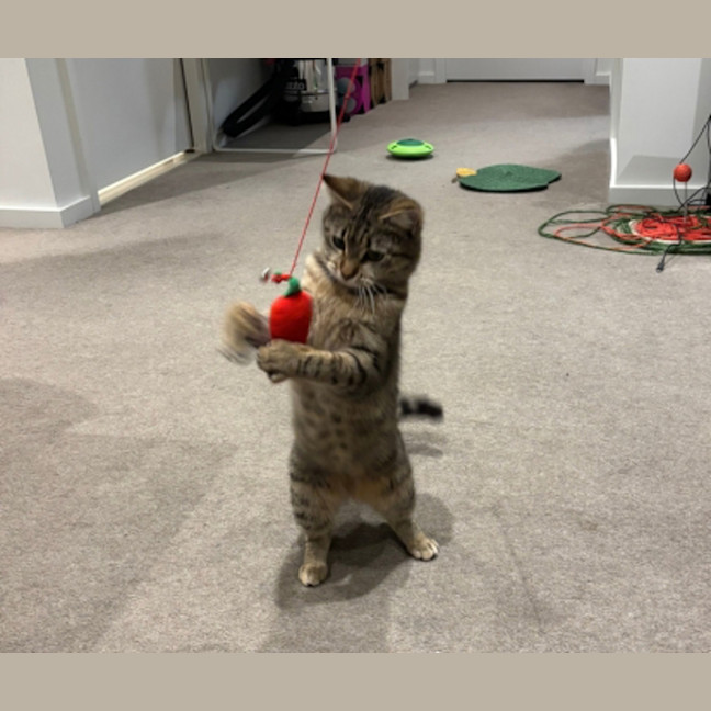 Photo of Maple