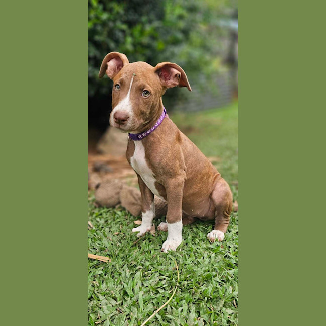 Photo of Safari