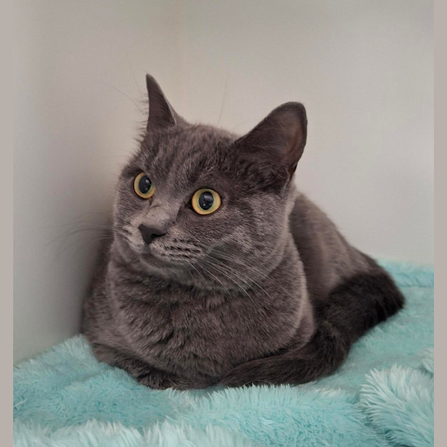 Photo of Luna (Bonded To Mya)