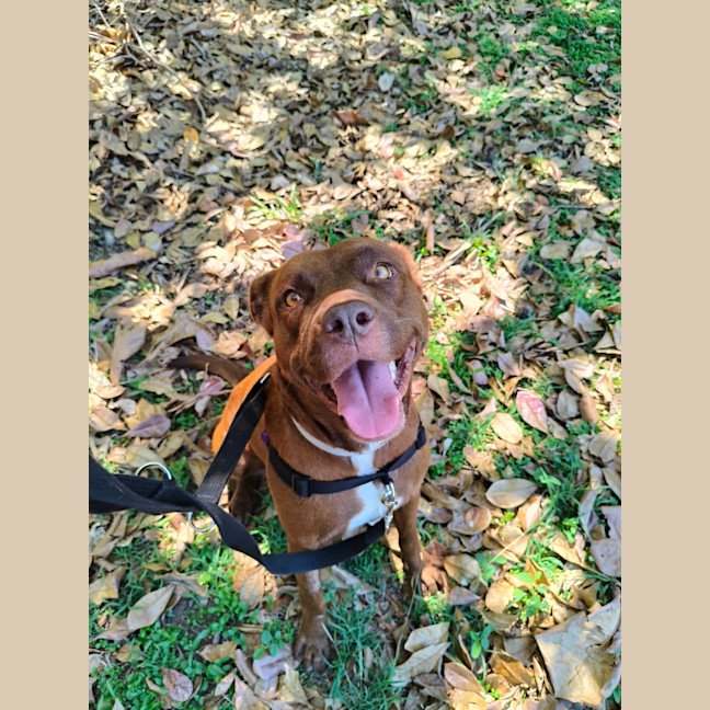 Photo of Willow