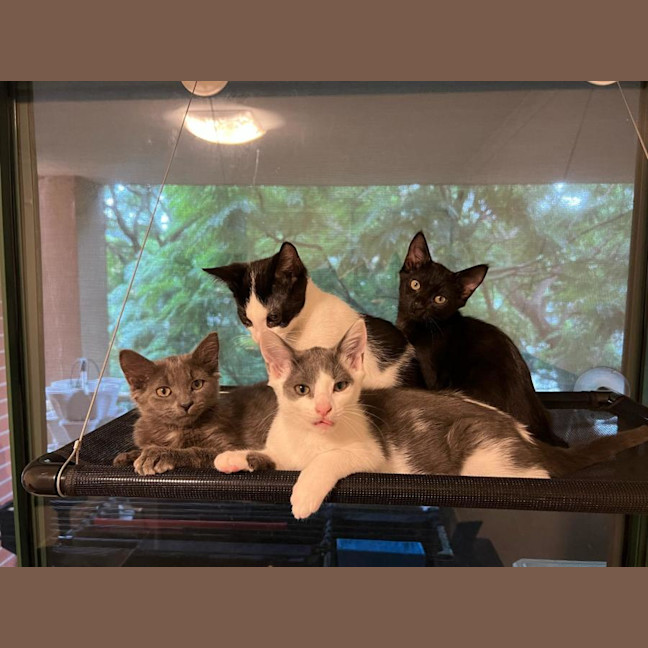 Photo of Hatchie