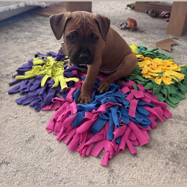 Photo of Stormy   9 Week Old American Staffy
