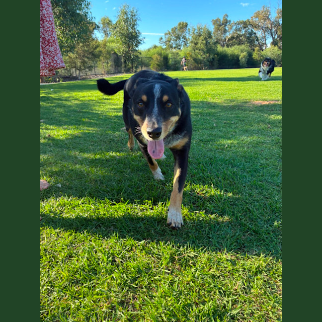 Photo of Patches 