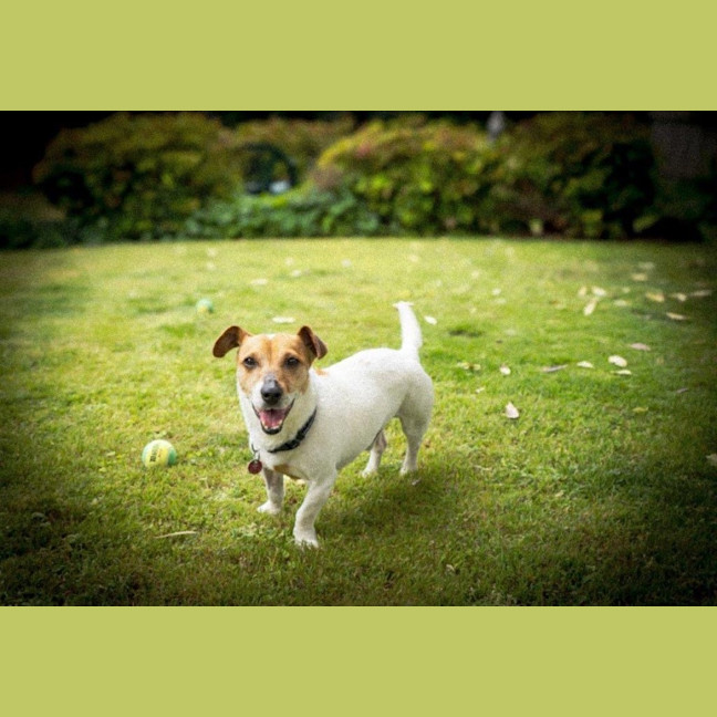 Photo of Rusty Kumara