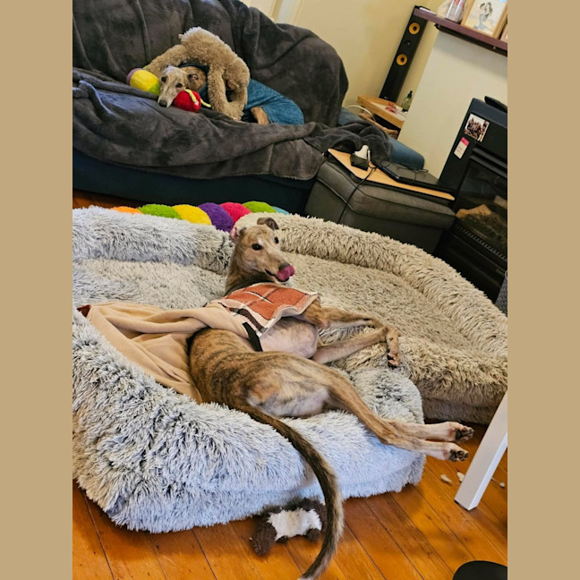Photo of Franky, The Greyhound