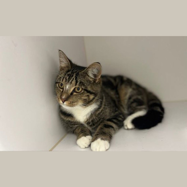 Photo of Custard
