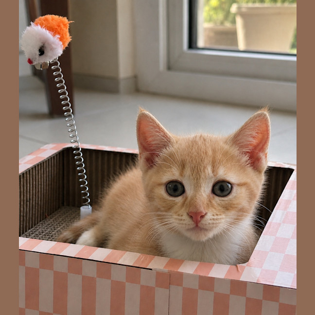 Photo of Saffron