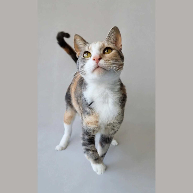 Photo of Lady Marmalade 