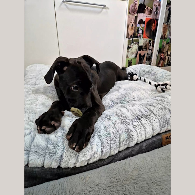 Photo of Merlot