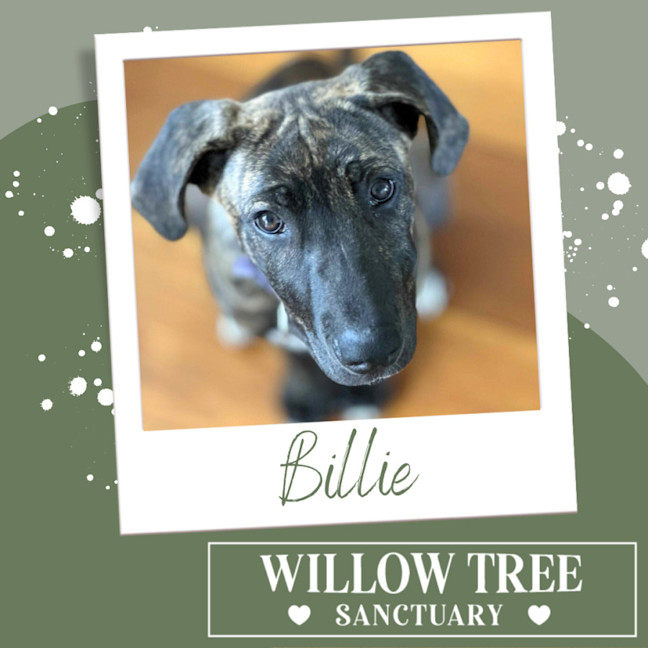 Photo of Billie