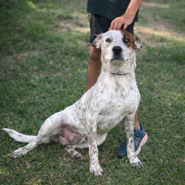 Photo of Spot