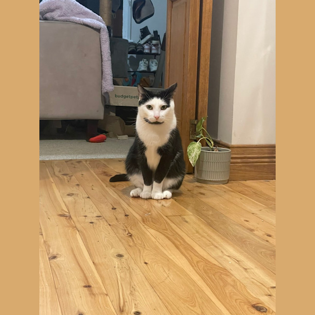 Photo of Smyth & Simmo   2 Year Old Domestic Shorthair