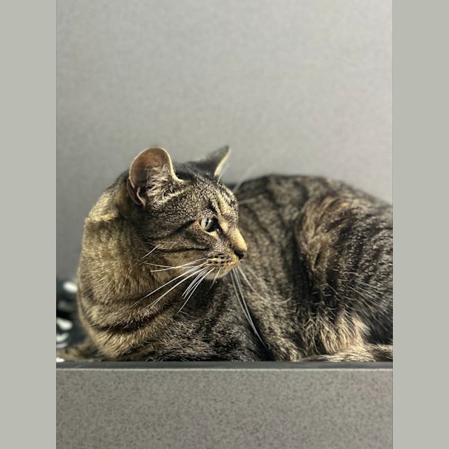 Photo of Tigger
