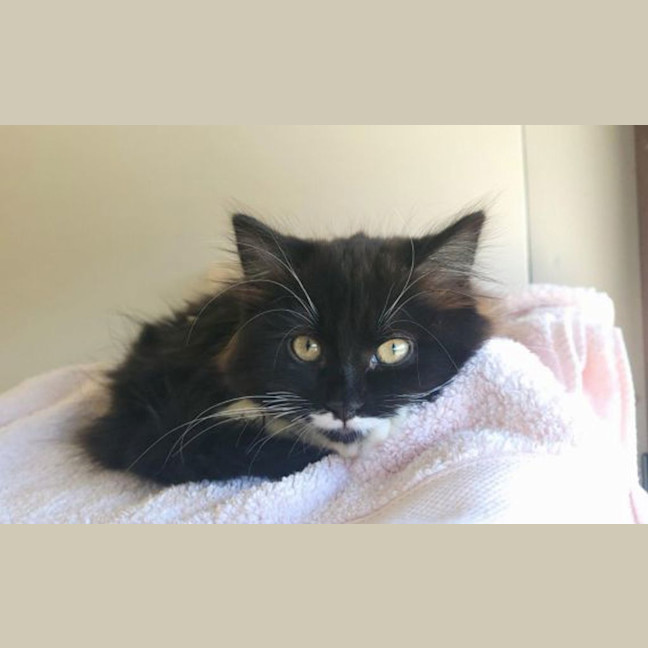 Photo of Toothless