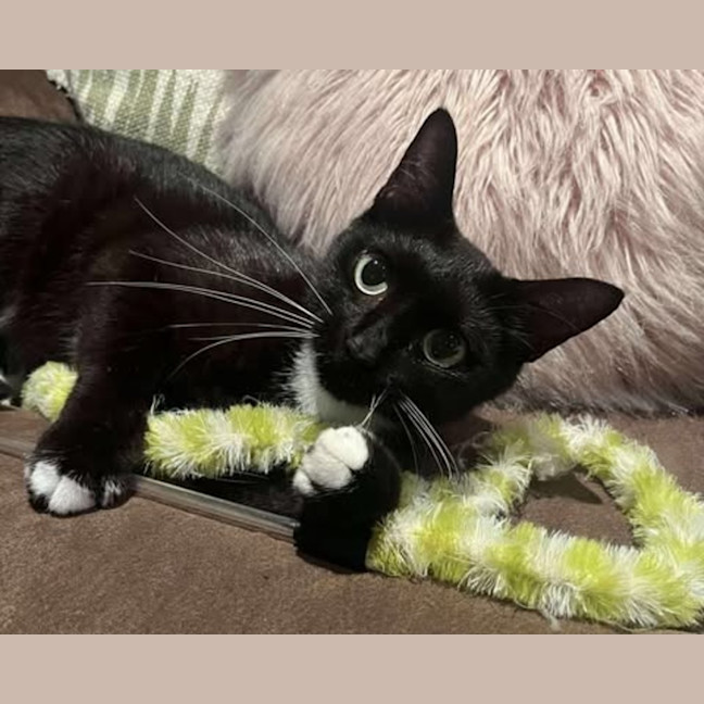 Photo of Magpie 