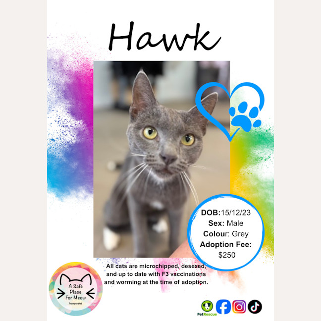 Photo of Hawk