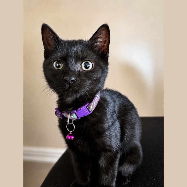 Photo of Bluey