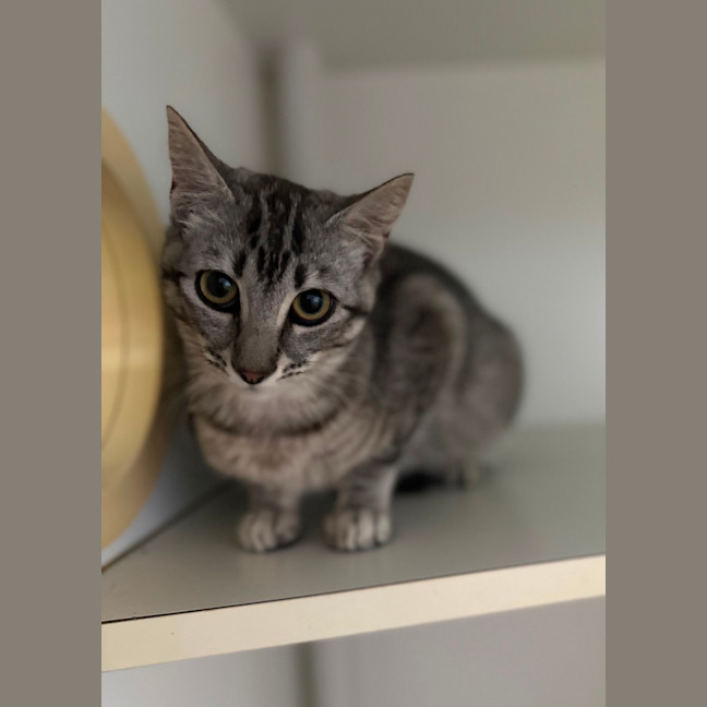 Photo of Whiskers