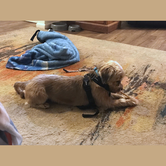 Photo of George 🏡Shih Tzu X Yorkie, (On Trial 30/6/25)