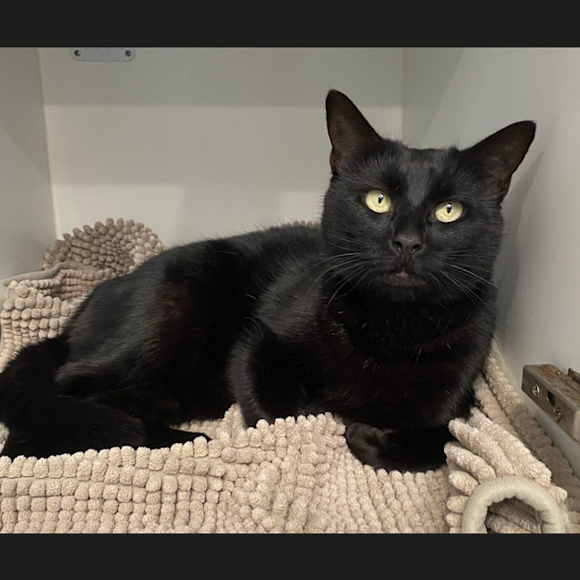 Photo of Cleo
